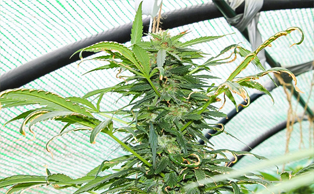 Крупный бутон на верхней коле