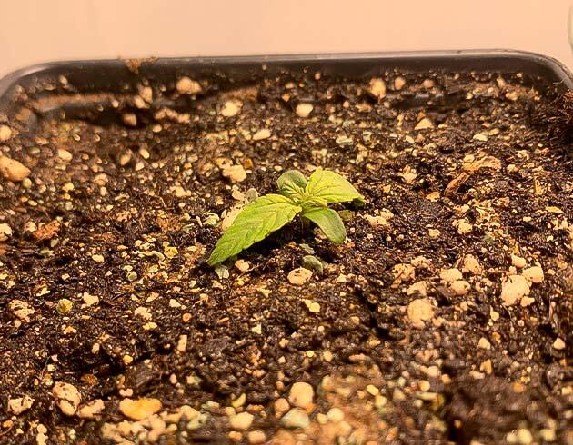 Росток сорта Cream Cookies Auto