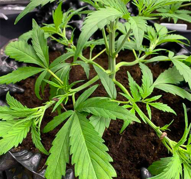 Auto Mokum’s Tulip: начало предцвета