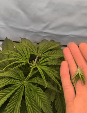 Куст после топпинга