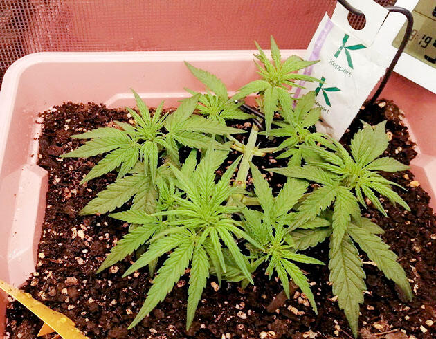 Куст Godfather OG Auto на стадии предцвета