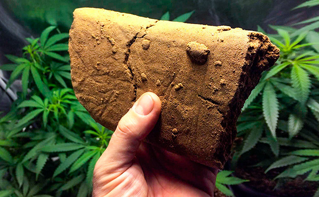 Никки Ти: Рыночные тенденции и терпеновые профили в гашише