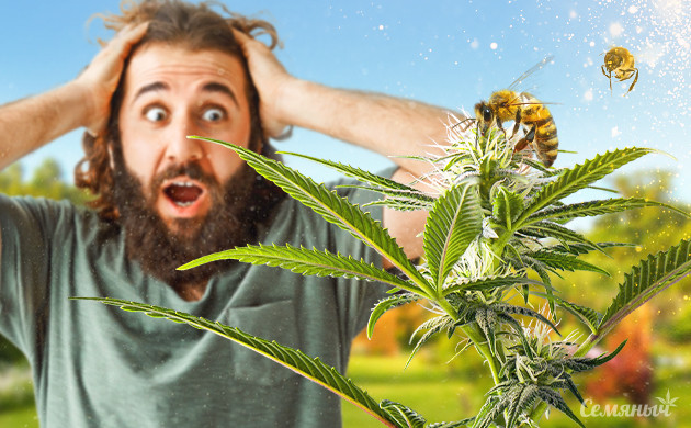 Опыление каннабиса пчелами