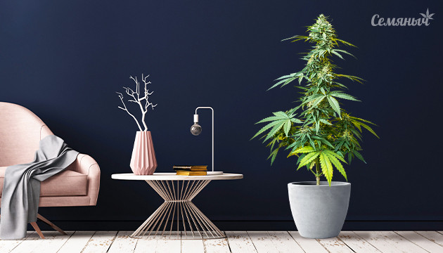 Каннабис в интерьере