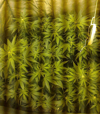 Цветущие кусты Black Jack Auto