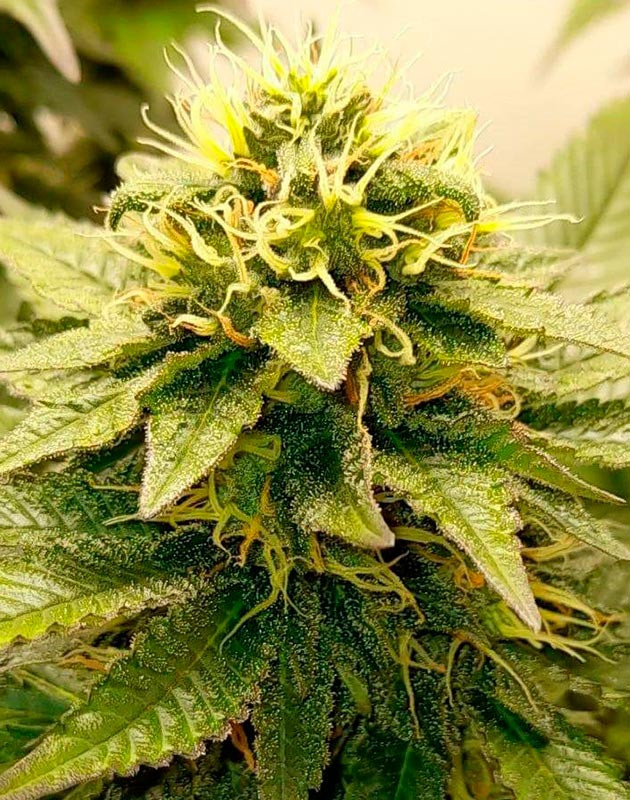 Пышная листва и развитие трихом