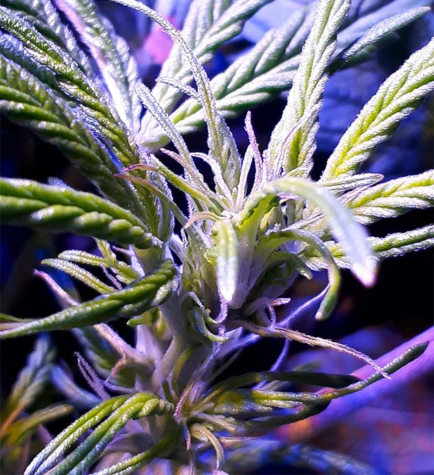 Начало цветения: Northern Lights в действии