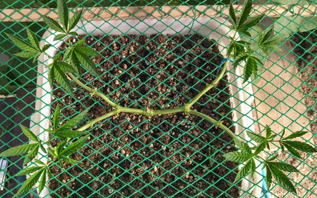 Куст марихуаны после обрезки верхних побегов