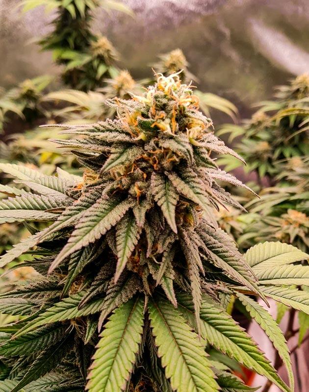 Кусты Biscotti Mintz на 17 неделе развития