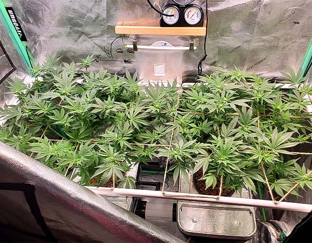 Apple Betty ростом 55 см