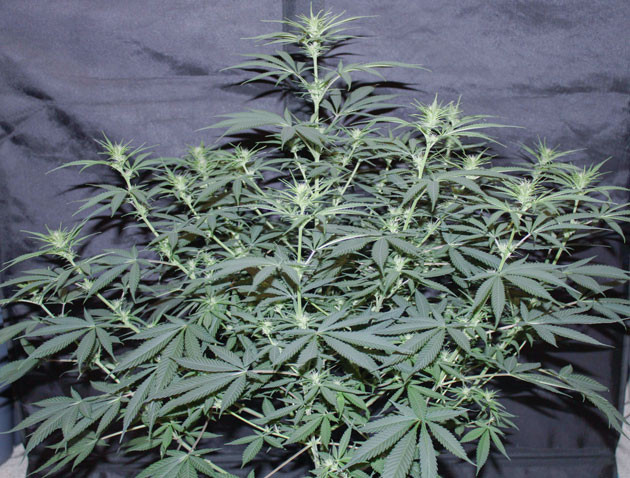 Цветение куста Shiskaberry