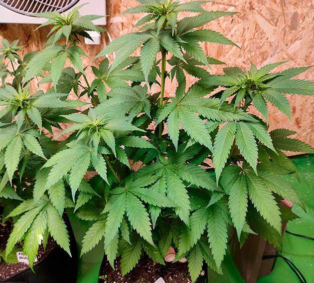 Куст с восемью полноценными ветвями