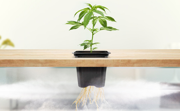 Подача водяного тумана к корням