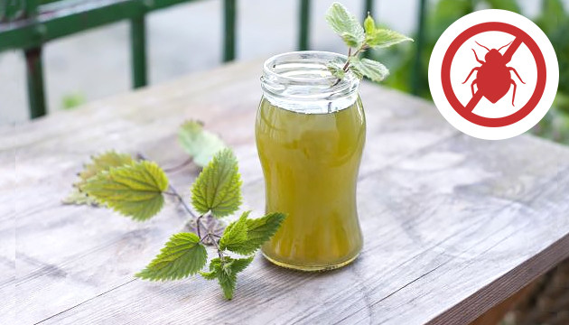 Чай из крапивы