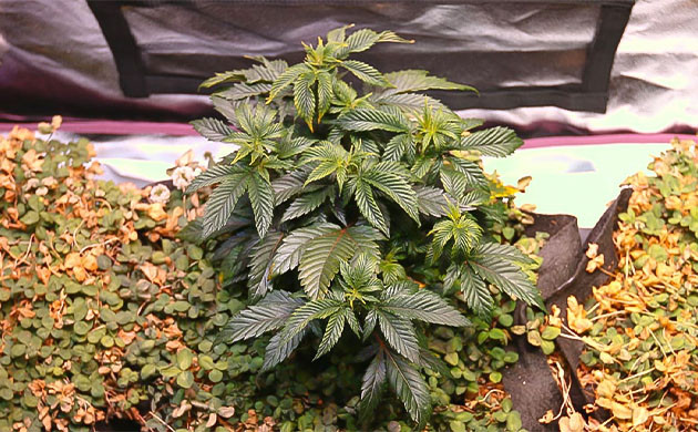 Защита почвы с помощью No-till