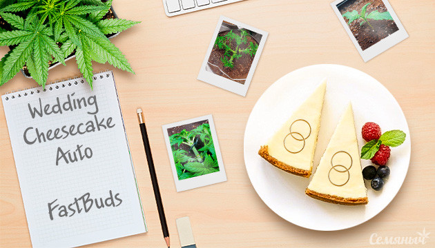 Гроурепорт сорта Wedding Cheesecake Auto