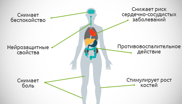 Влияние КБД на организм человека Как КБД воздействует на тело и мозг человека