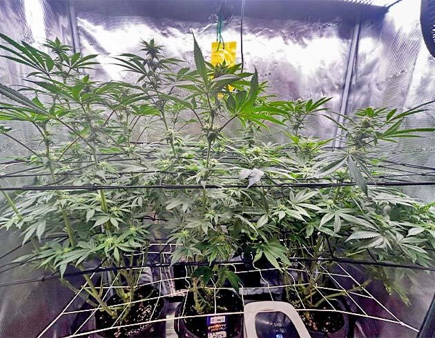 Кусты RS11 x Banana OG на 11 неделе выращивания