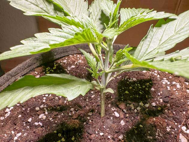 Успехи в выращивании CBD Lemon Auto