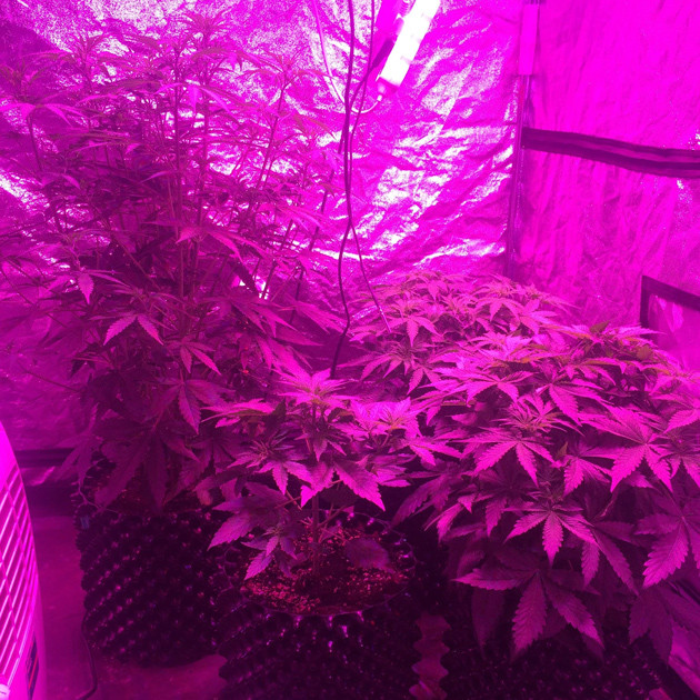 Марихуана Auto White Widow fem под LED лампой