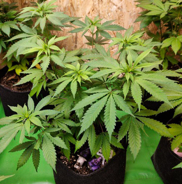 Появление точек роста шишек