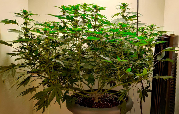 Проблемное опадание листьев Runtz Muffin