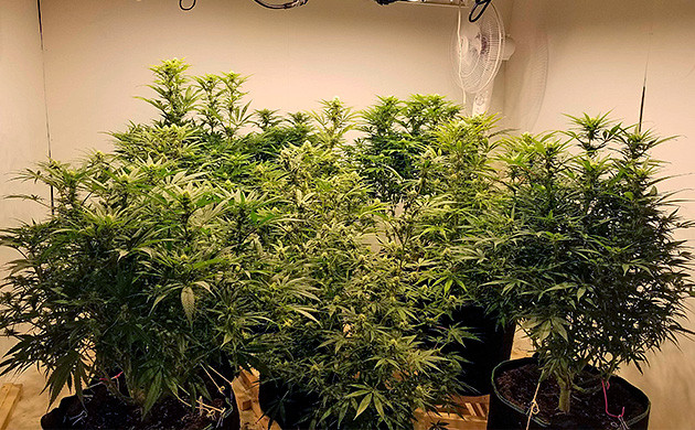 Харвест и общее впечатление об урожае марихуаны