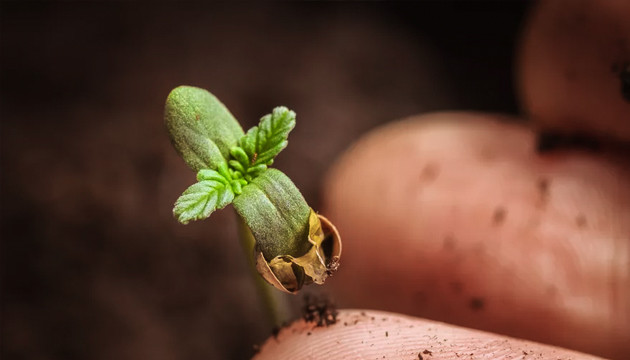 Проращивание семян марихуаны Проращивание семечка