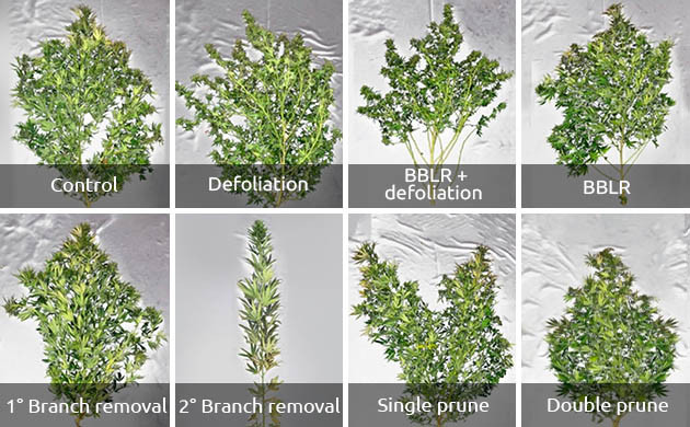 Архитектура строений 8 групп растений