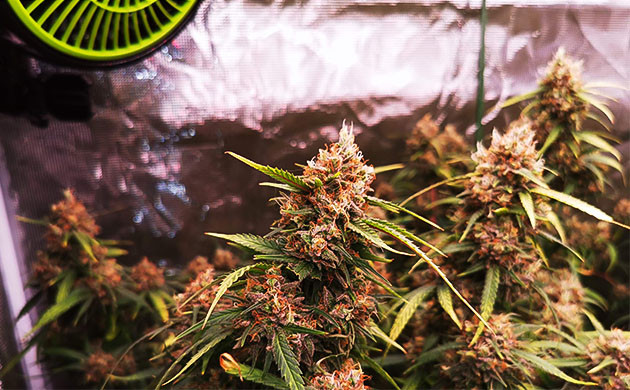 Соцветие «Критикал Куш» Оранжевые стигмы на соцветии каннабиса