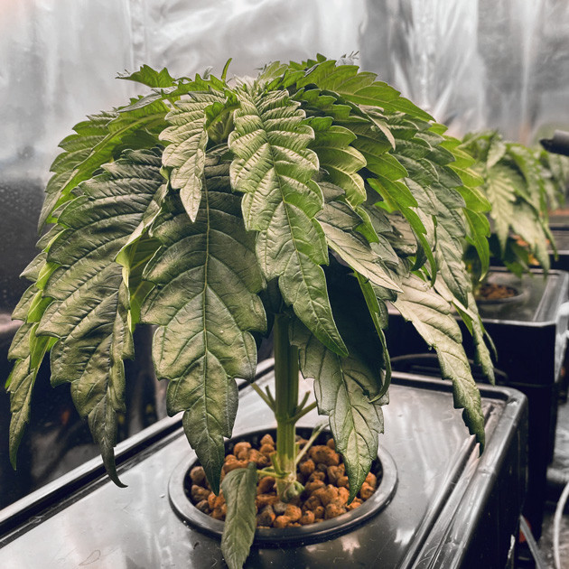 Нормализация уровня pH Росток 18 см