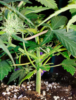 Стебель куста