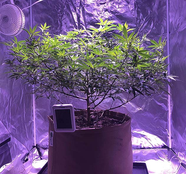 Рутина грова Blueberry Muffin Дефолиация и подрезка ветвей