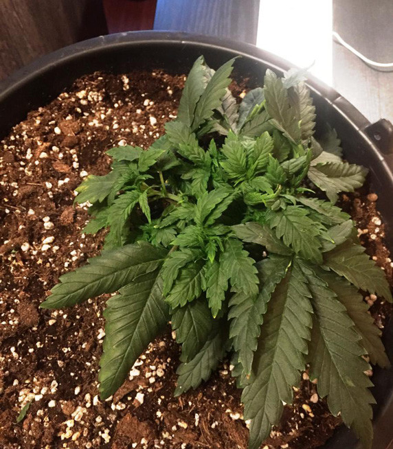 Начало LST тренировки Jack Herer