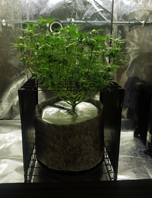 Цветение на 8 неделе Перемещение куста в новый гроубокс