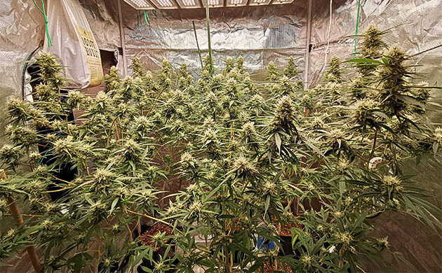 Четвертая неделя стадии цветения Набор массы шишек