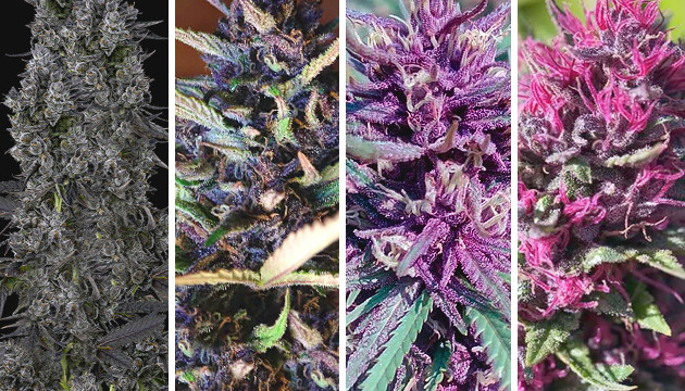 Что влияет на цвет конопли Разноцветные сорта конопли