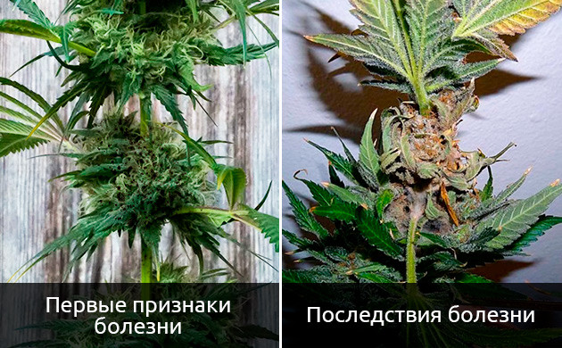 Гнилая конопля: что делать