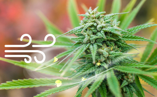 Воздействие ветра на растение конопли Воздействие ветра на растение каннабиса