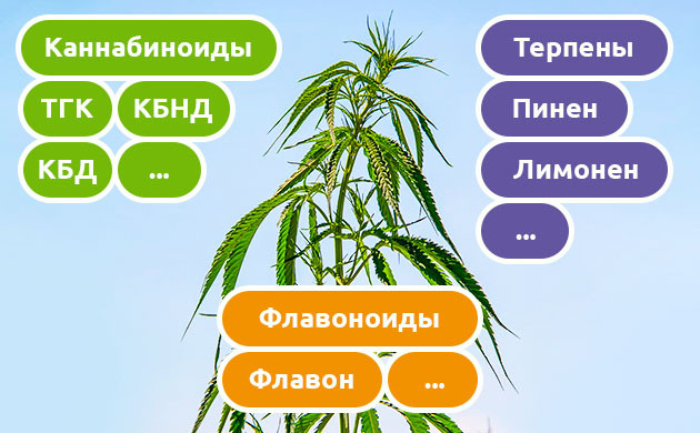 Компоненты марихуаны Основные каннабиноид, терпены, флавоноиды конопли