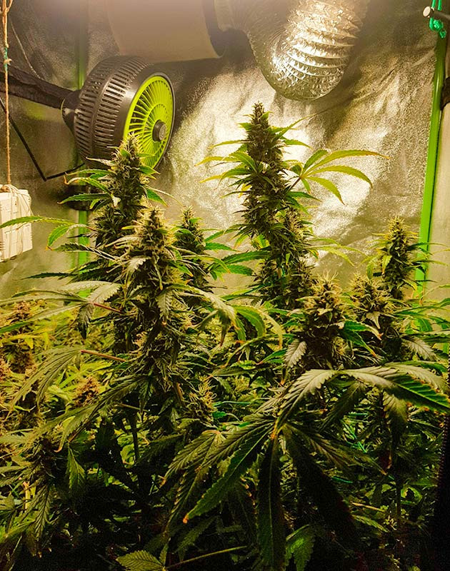 подготовка к харвесту Skywalker Haze