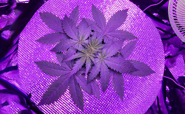 Куст каннабиса в гидропонной установке