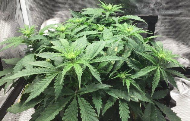 Первая неделя цветения Годзилла кукис авто