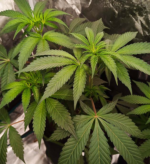 Вторая неделя цветения High Society: активный рост и дефолиация