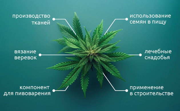 Конопля и хмель: семейство коноплевых