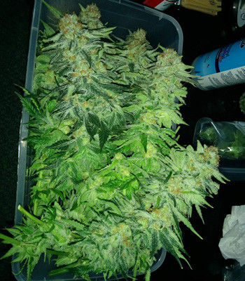 Харвест Fruit Punch fem Партия бошек Fruit Punch fem