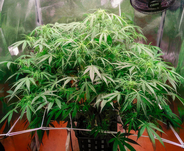 Куст Auto Orange Bud от Dutch Passion ростом 60 см