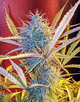 Верхушка марихуаны Crime Caramel Auto