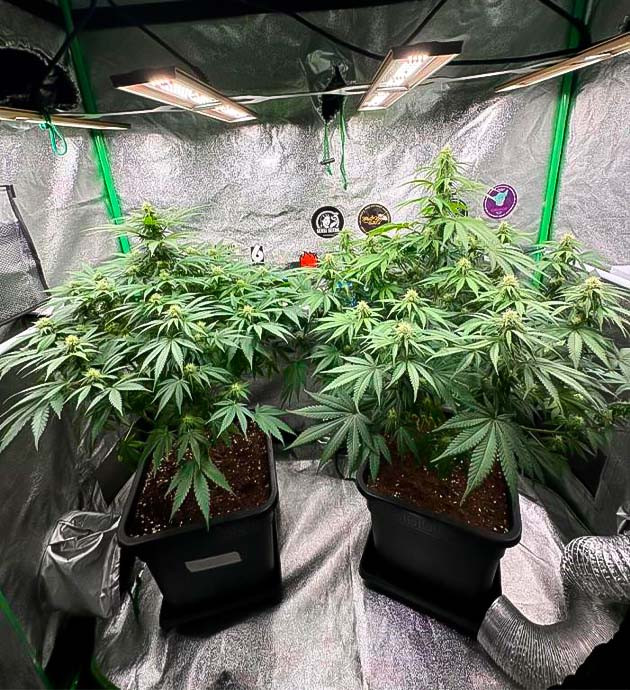 Кусты Biscotti Mintz от сидбанка Barney's Farm на 10 неделе