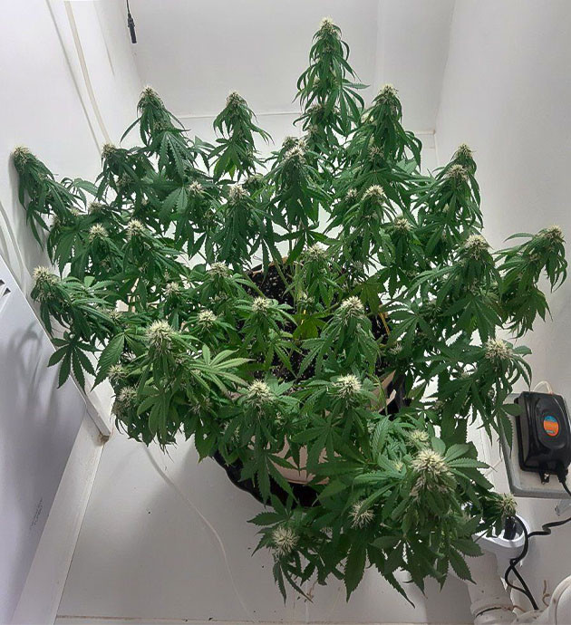 Удобрение Critical Orange Punch Auto